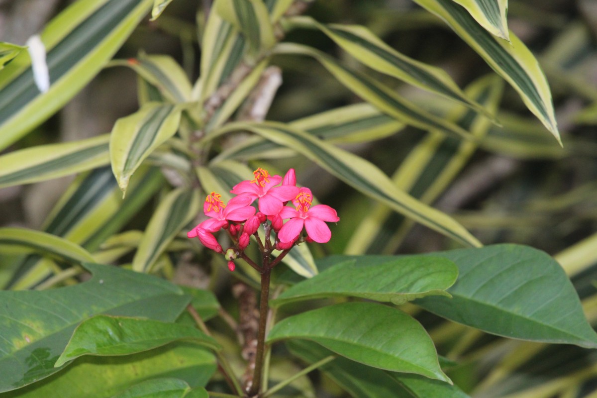 Jatropha integerrima Jacq.